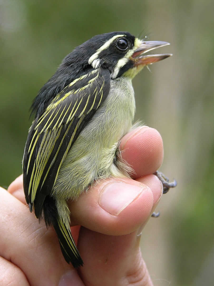 Yellow-throated Tinkerbird - ML215812901