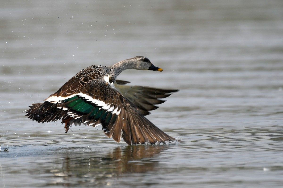 Indian Spot-billed Duck - ML215813591
