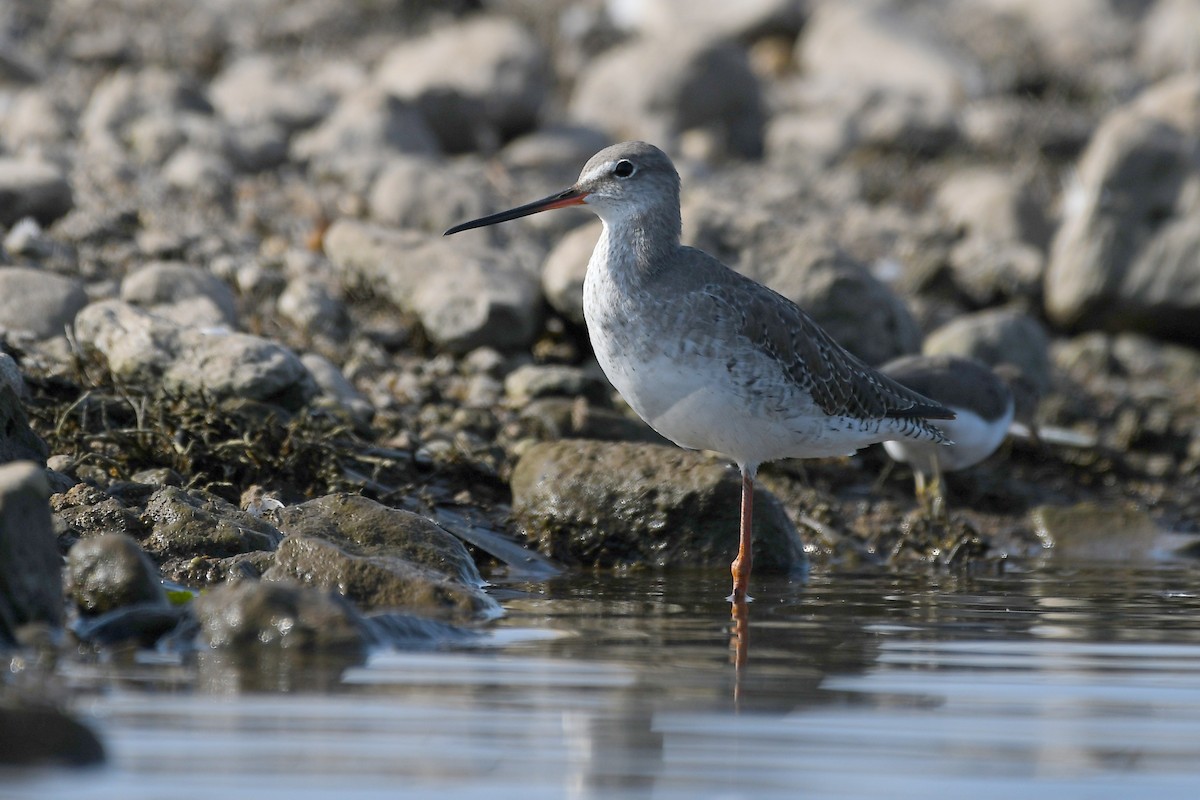 Spotted Redshank - ML215813681