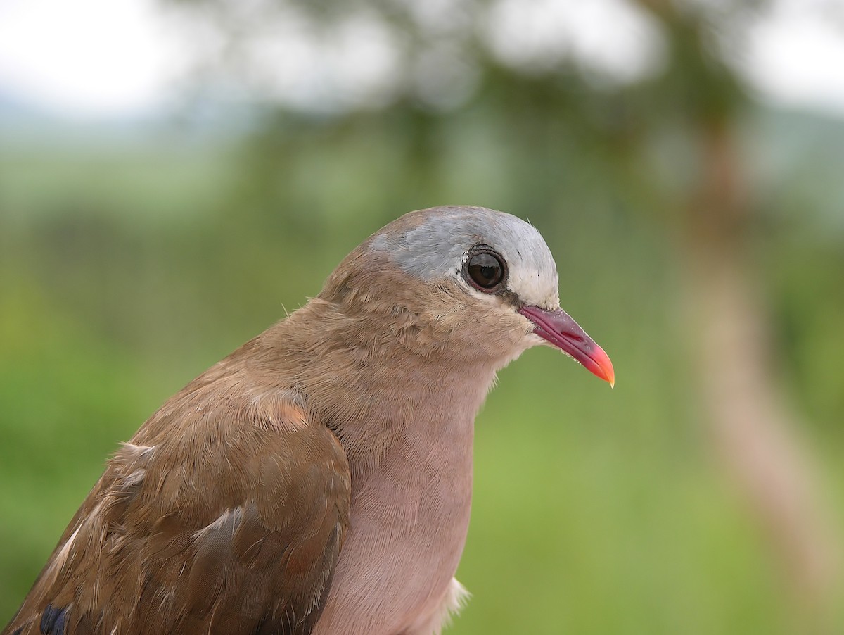 Blue-spotted Wood-Dove - ML215815591