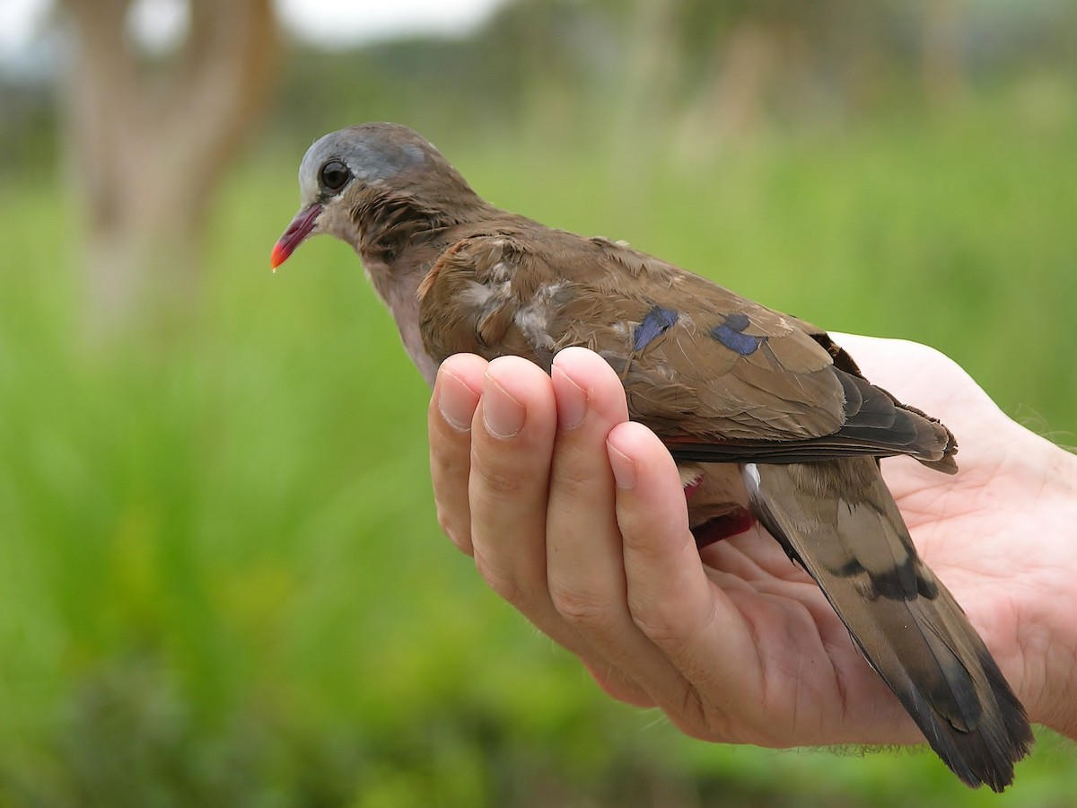 Blue-spotted Wood-Dove - ML215815601
