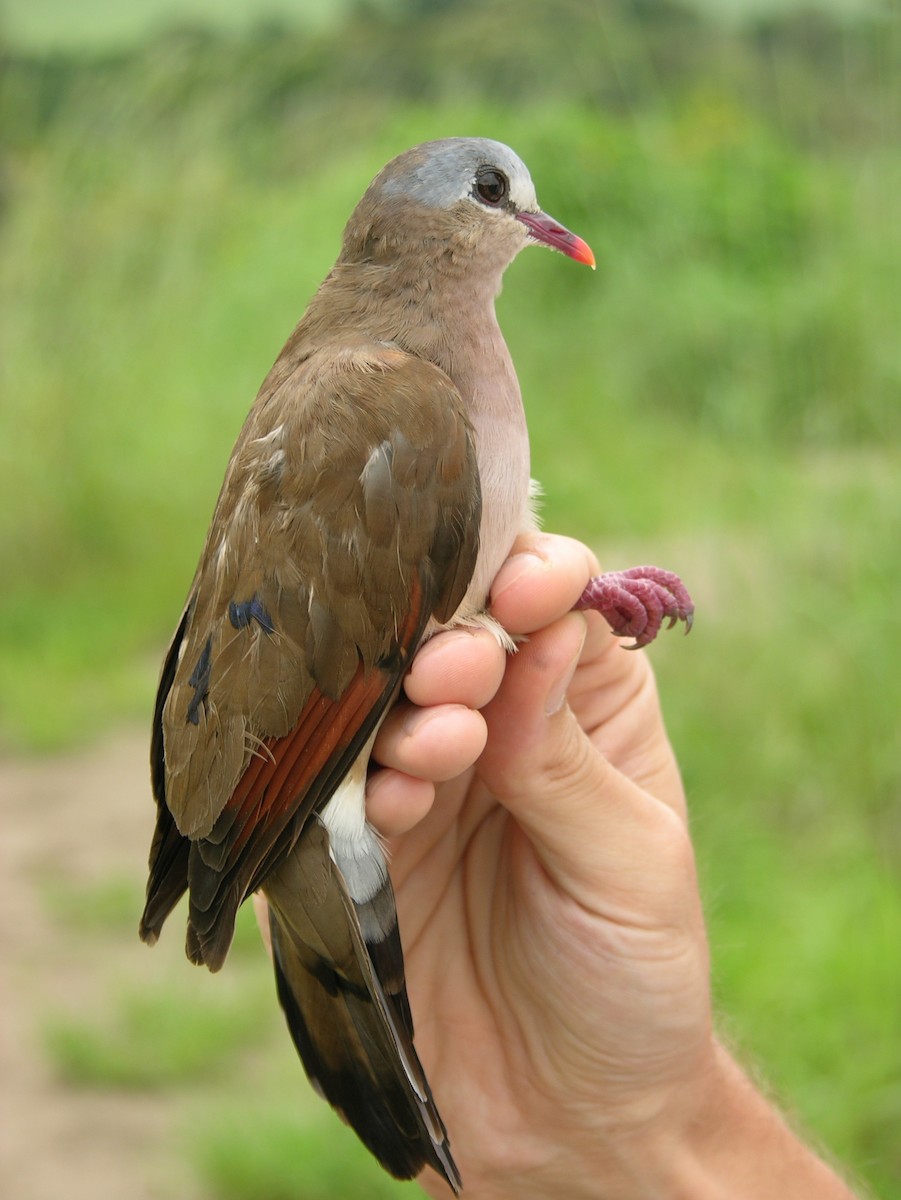 Blue-spotted Wood-Dove - ML215815801