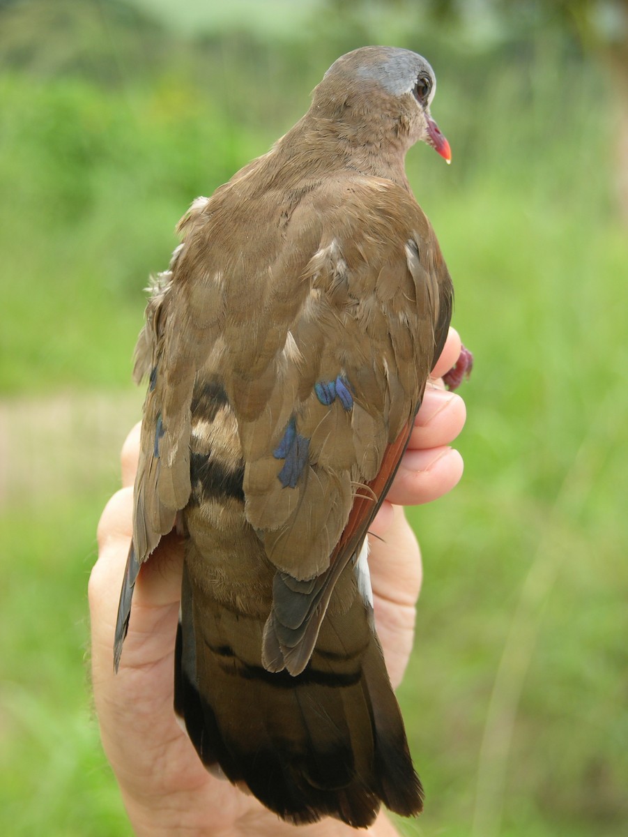 Blue-spotted Wood-Dove - ML215815811