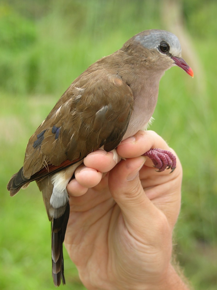 Blue-spotted Wood-Dove - ML215815831