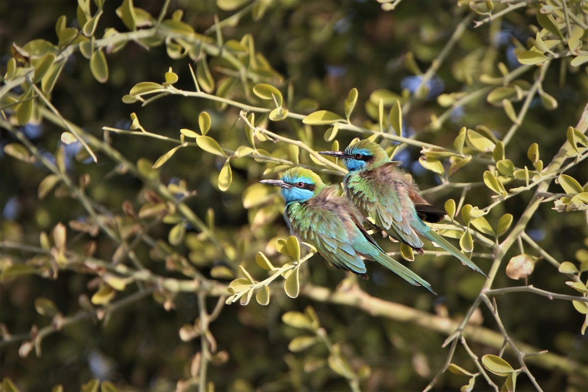 Arabian Green Bee-eater - ML215816081