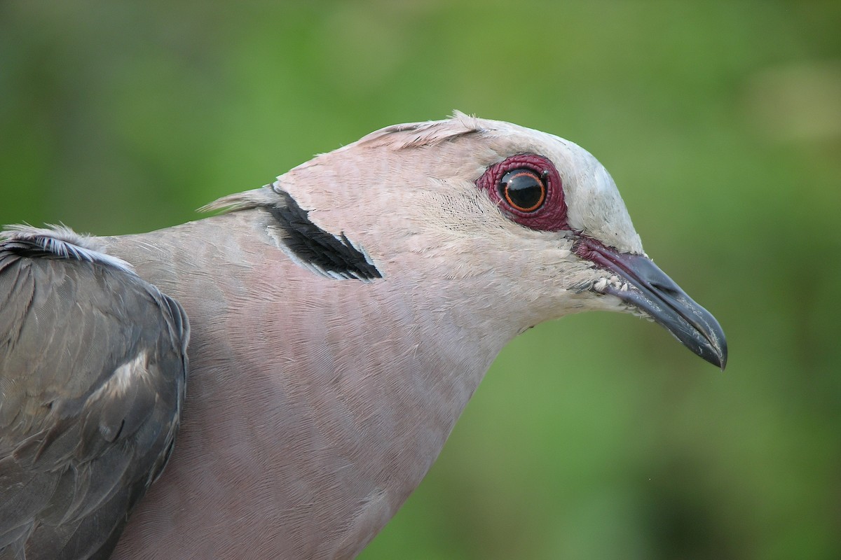 Red-eyed Dove - ML215816161