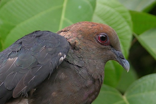 Bronze-naped Pigeon