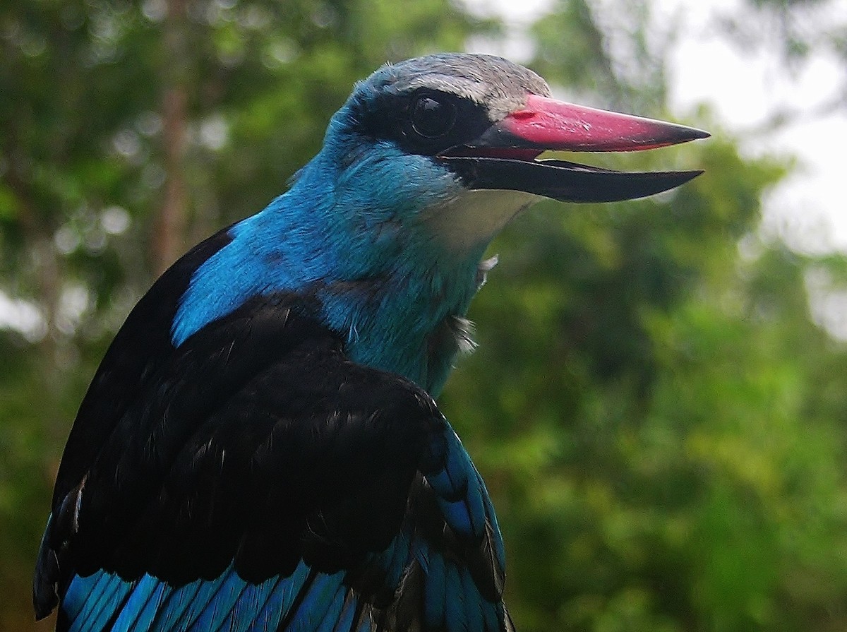 Blue-breasted Kingfisher - Tony King
