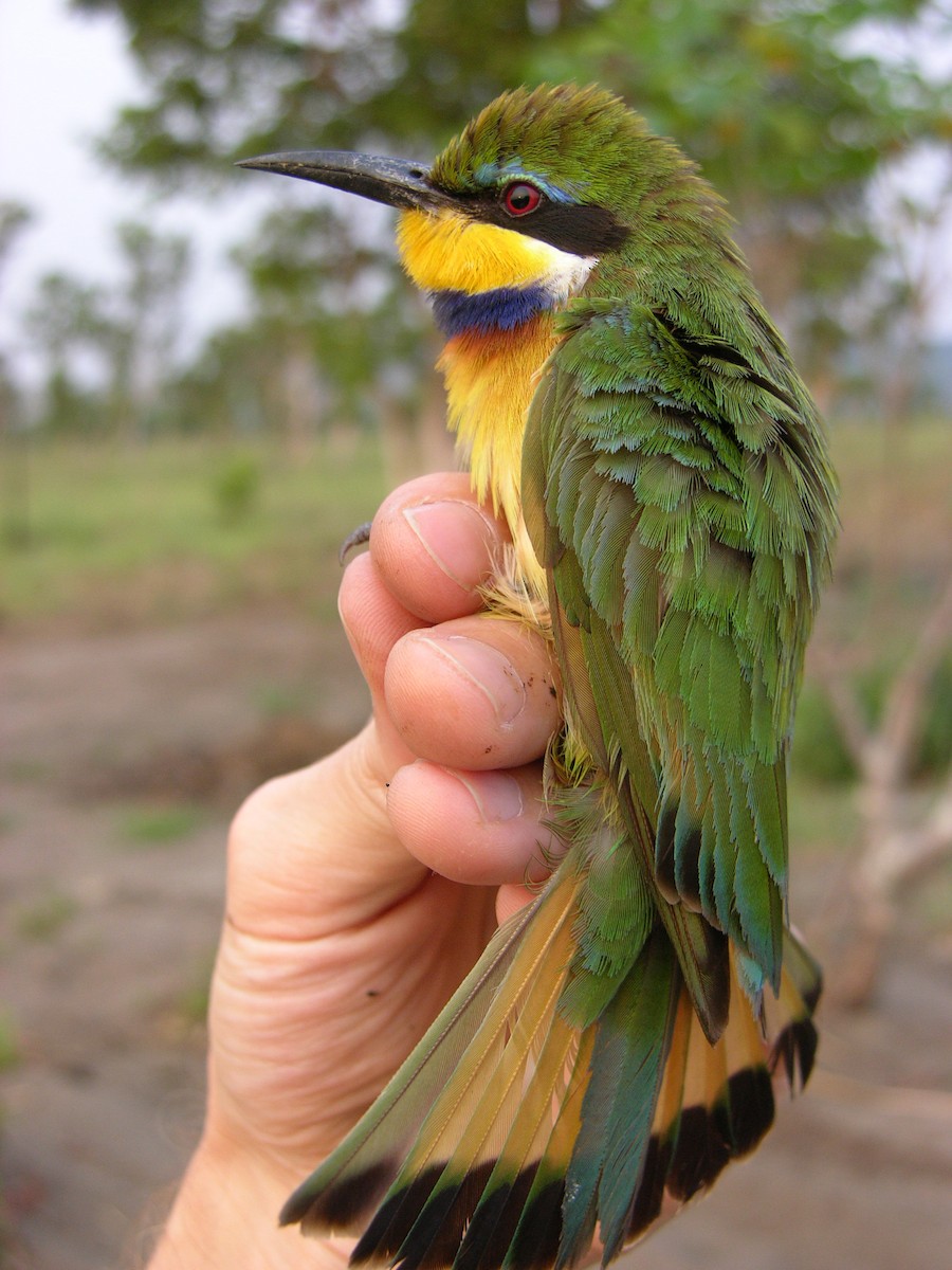 Blue-breasted Bee-eater - ML215822281
