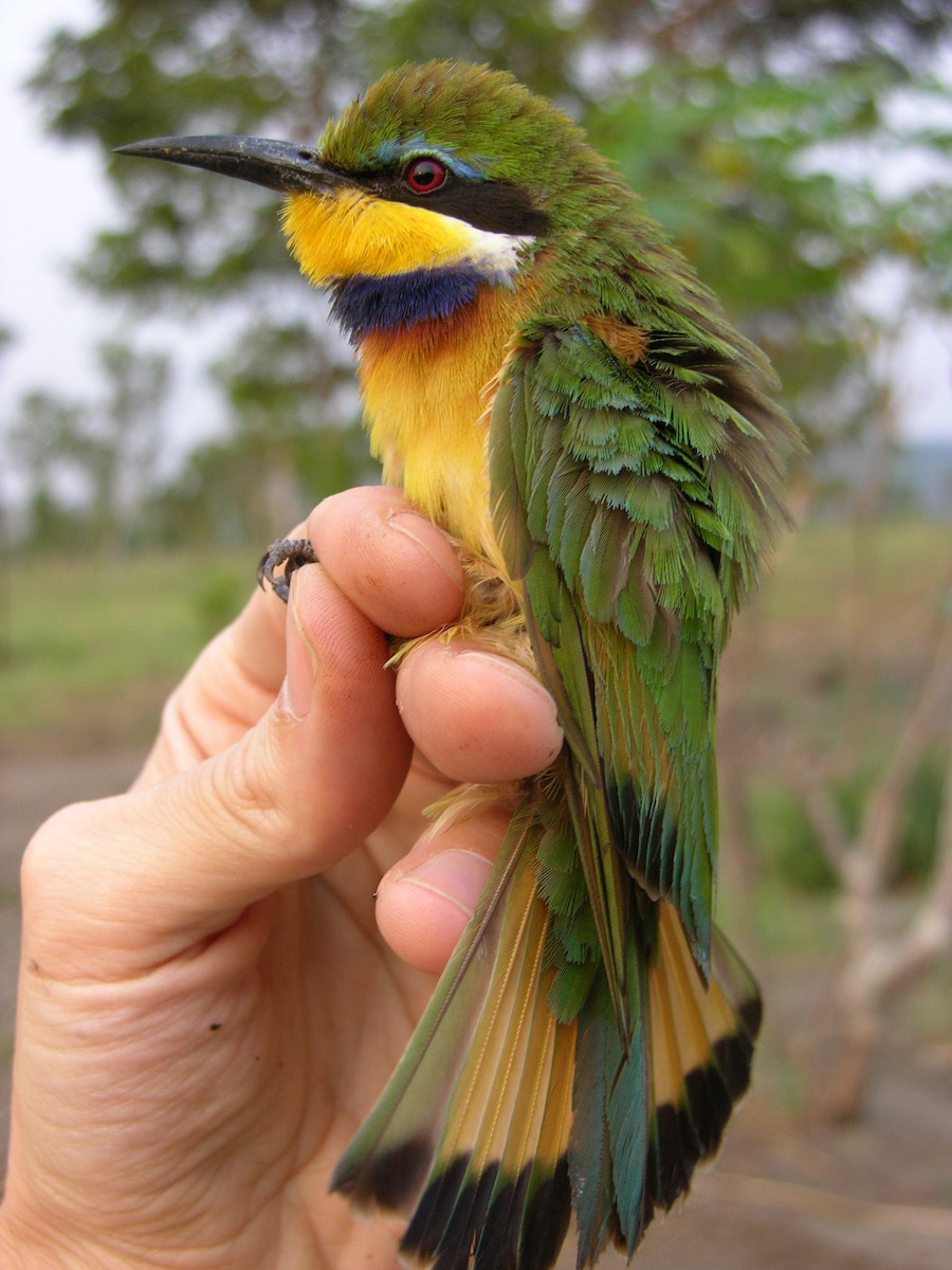 Blue-breasted Bee-eater - ML215822341