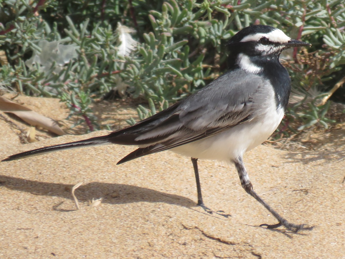 White Wagtail (Moroccan) - ML215823351
