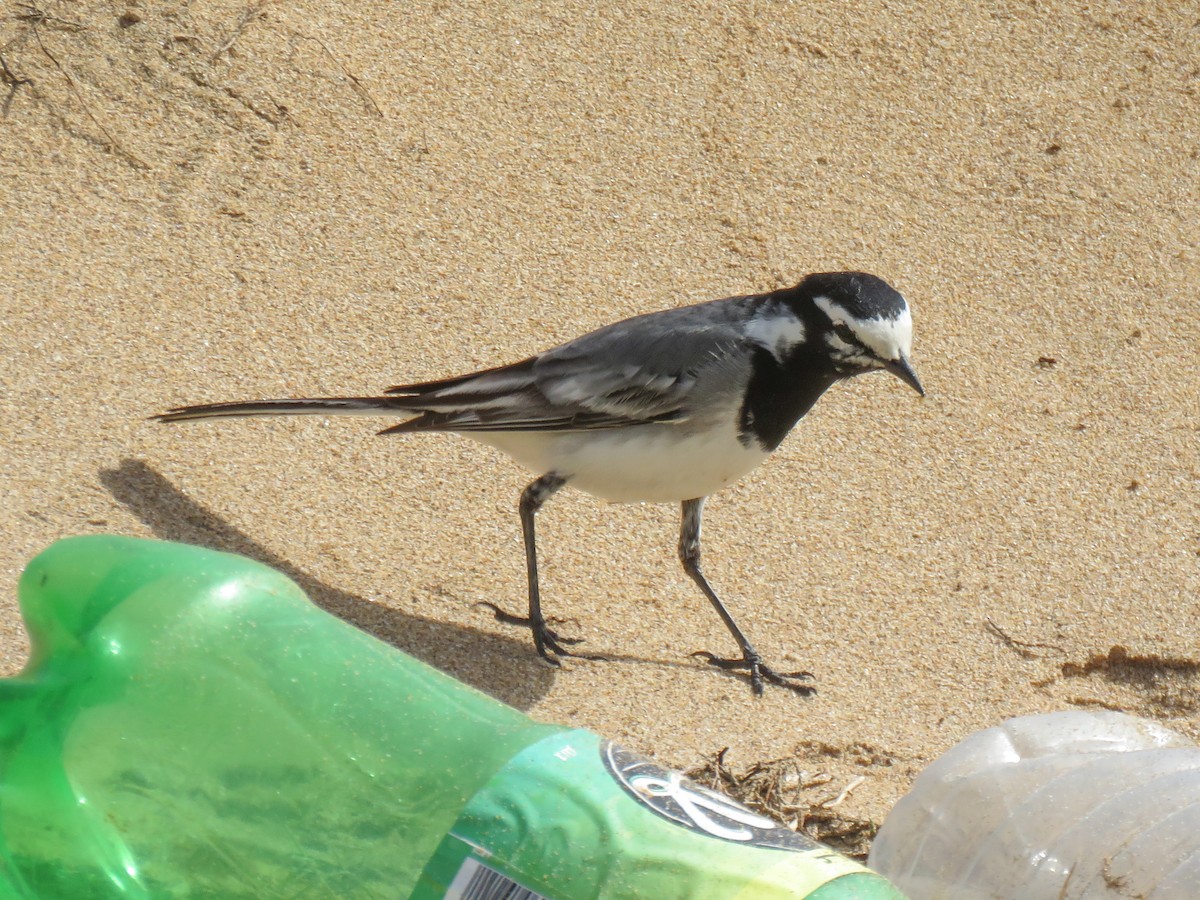 White Wagtail (Moroccan) - ML215823371