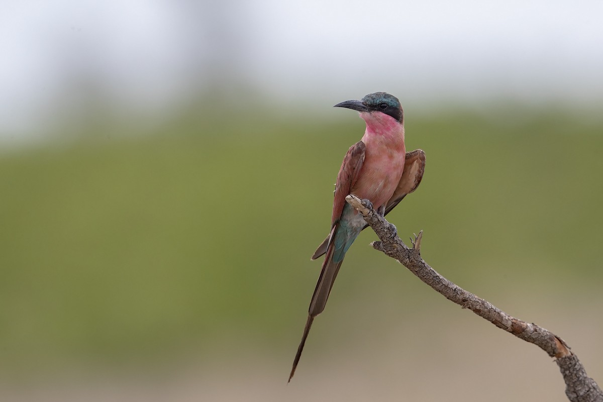Southern Carmine Bee-eater - Niall D Perrins