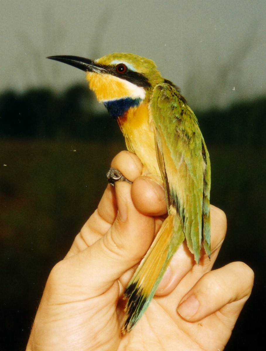 Blue-breasted Bee-eater - ML215824371