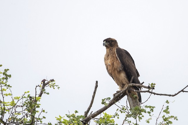 モモジロクマタカ Ebird