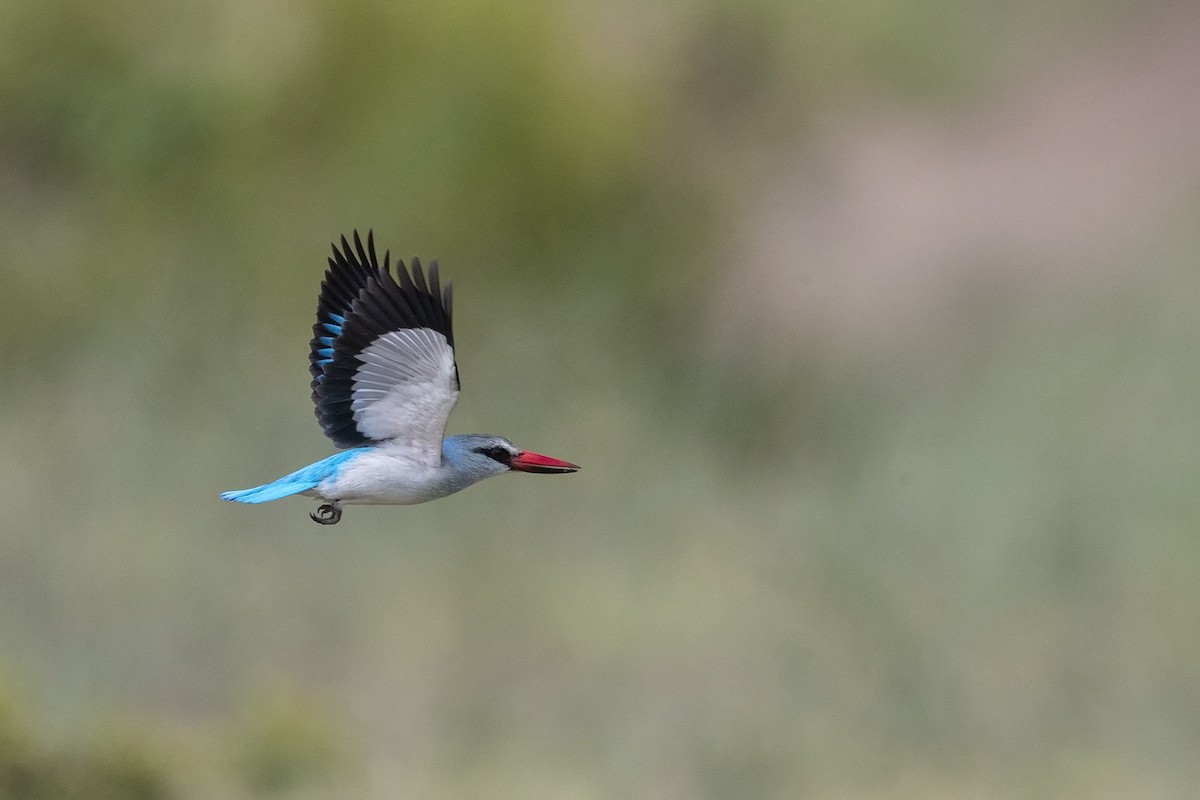 Woodland Kingfisher - Niall D Perrins