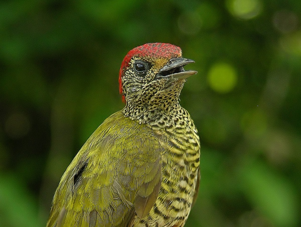 Green-backed Woodpecker - ML215826081