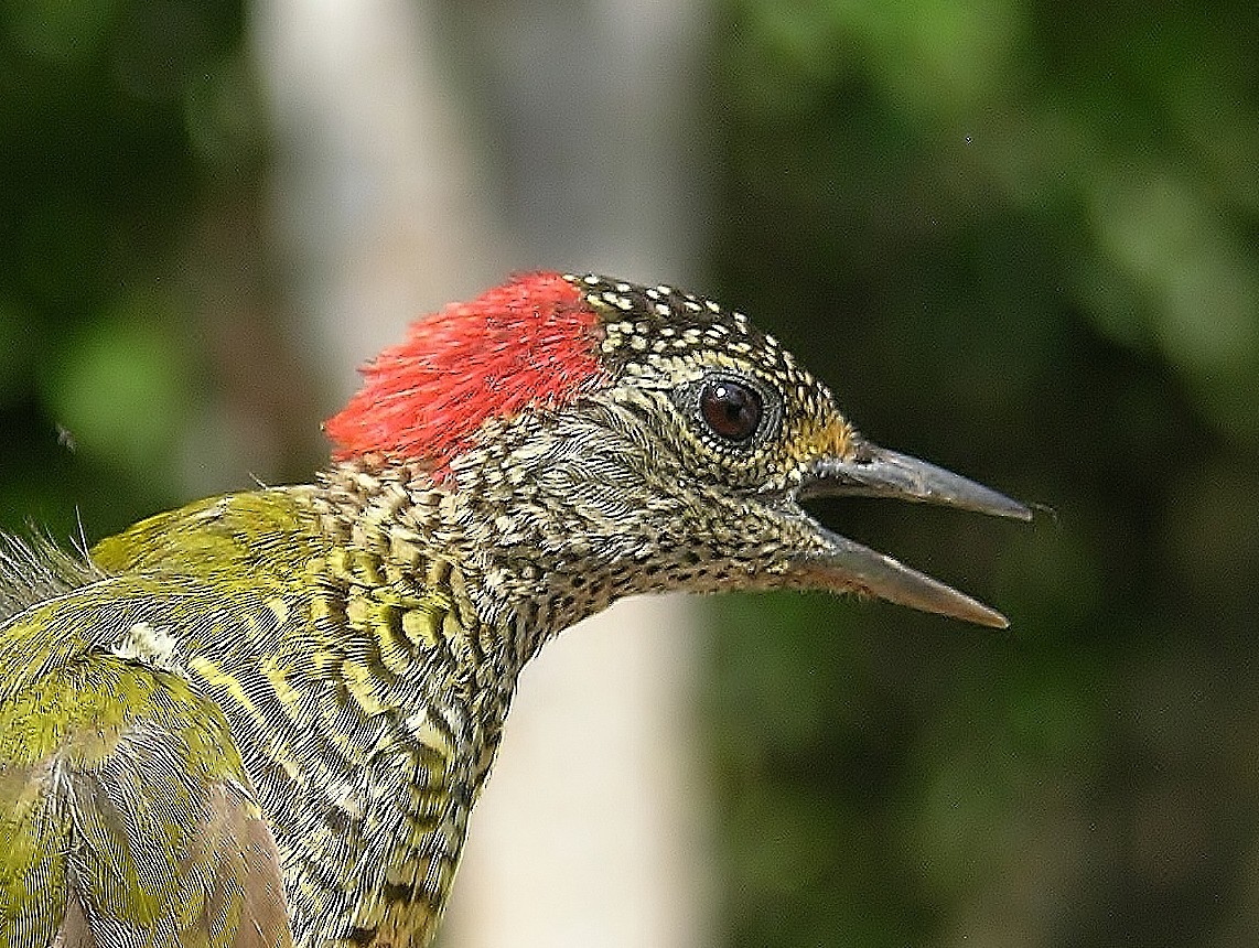 Green-backed Woodpecker - ML215826091