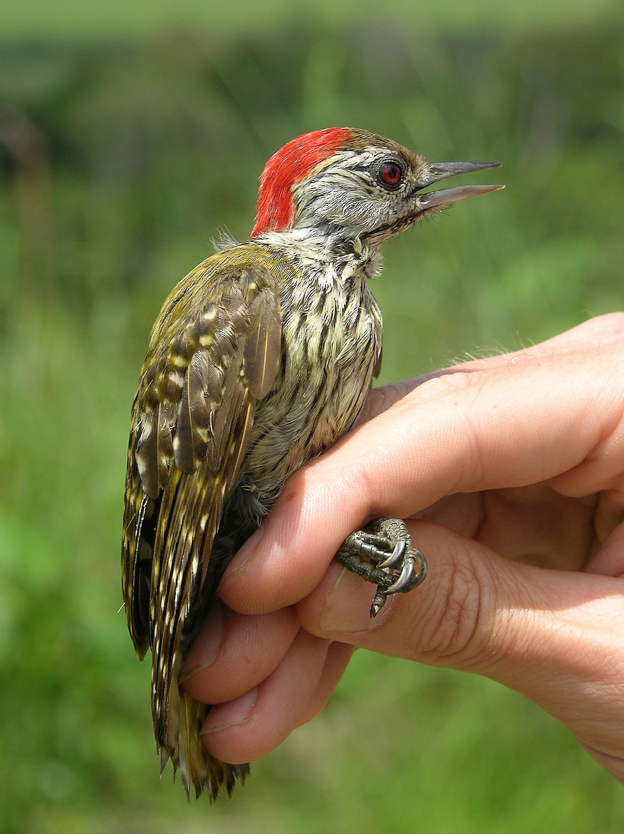 Cardinal Woodpecker - ML215826701
