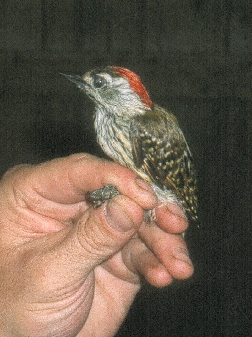 Cardinal Woodpecker - ML215827231