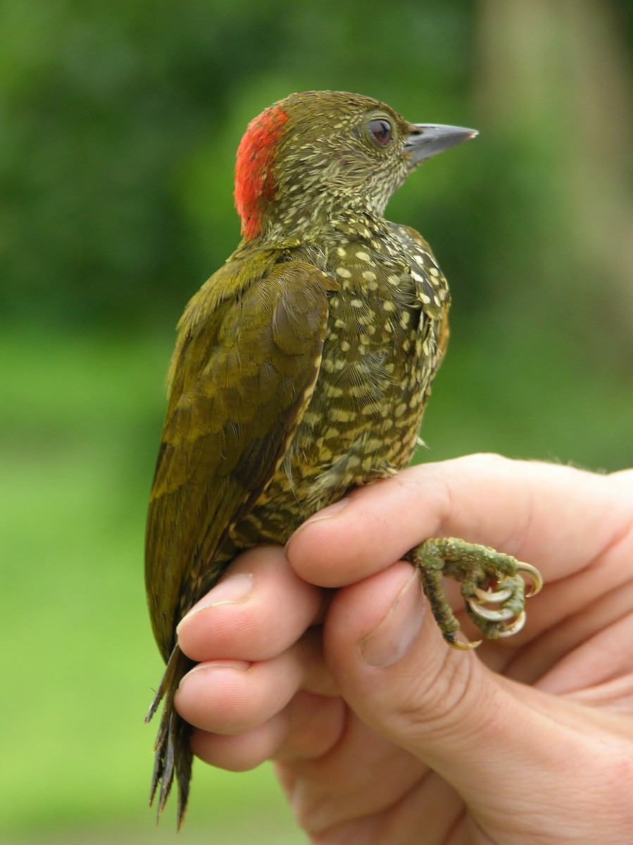 Buff-spotted Woodpecker - Tony King