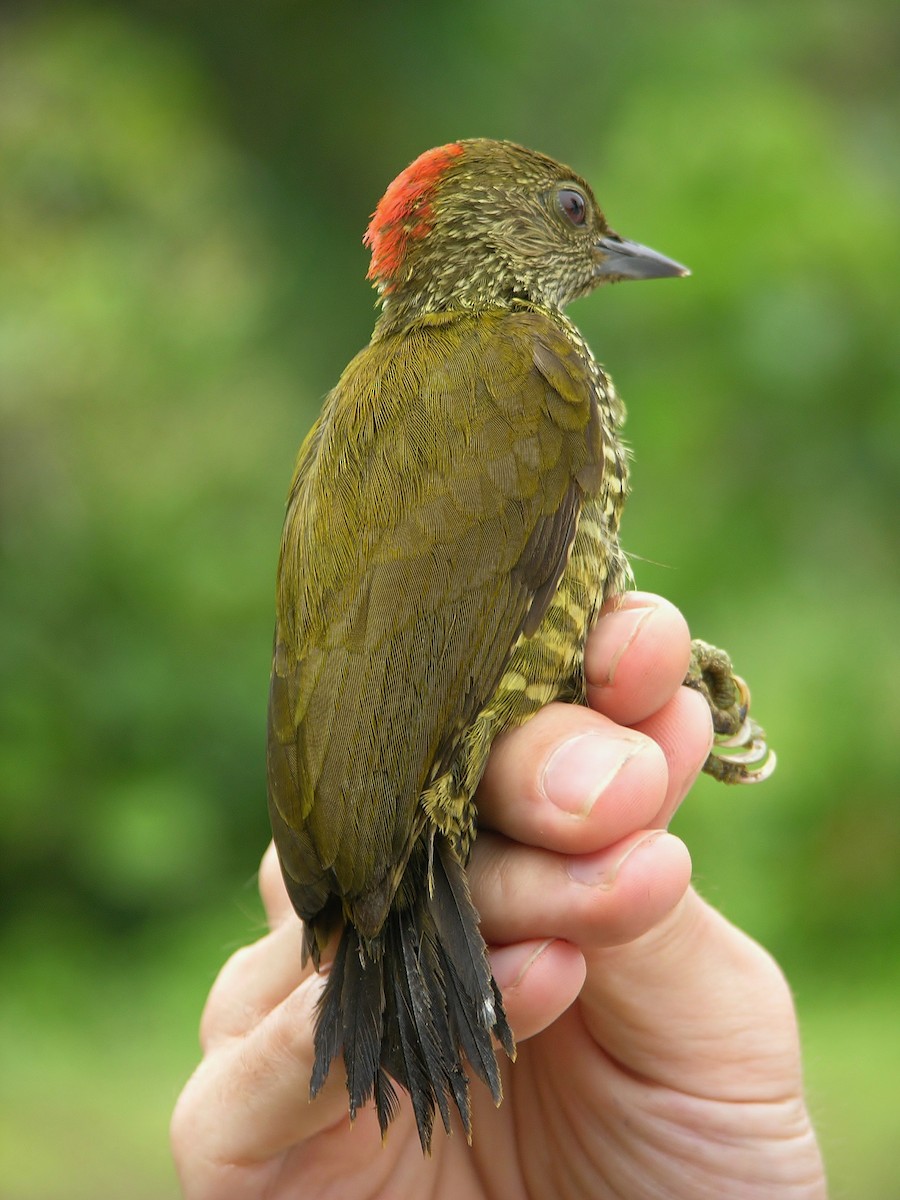 Buff-spotted Woodpecker - ML215828001