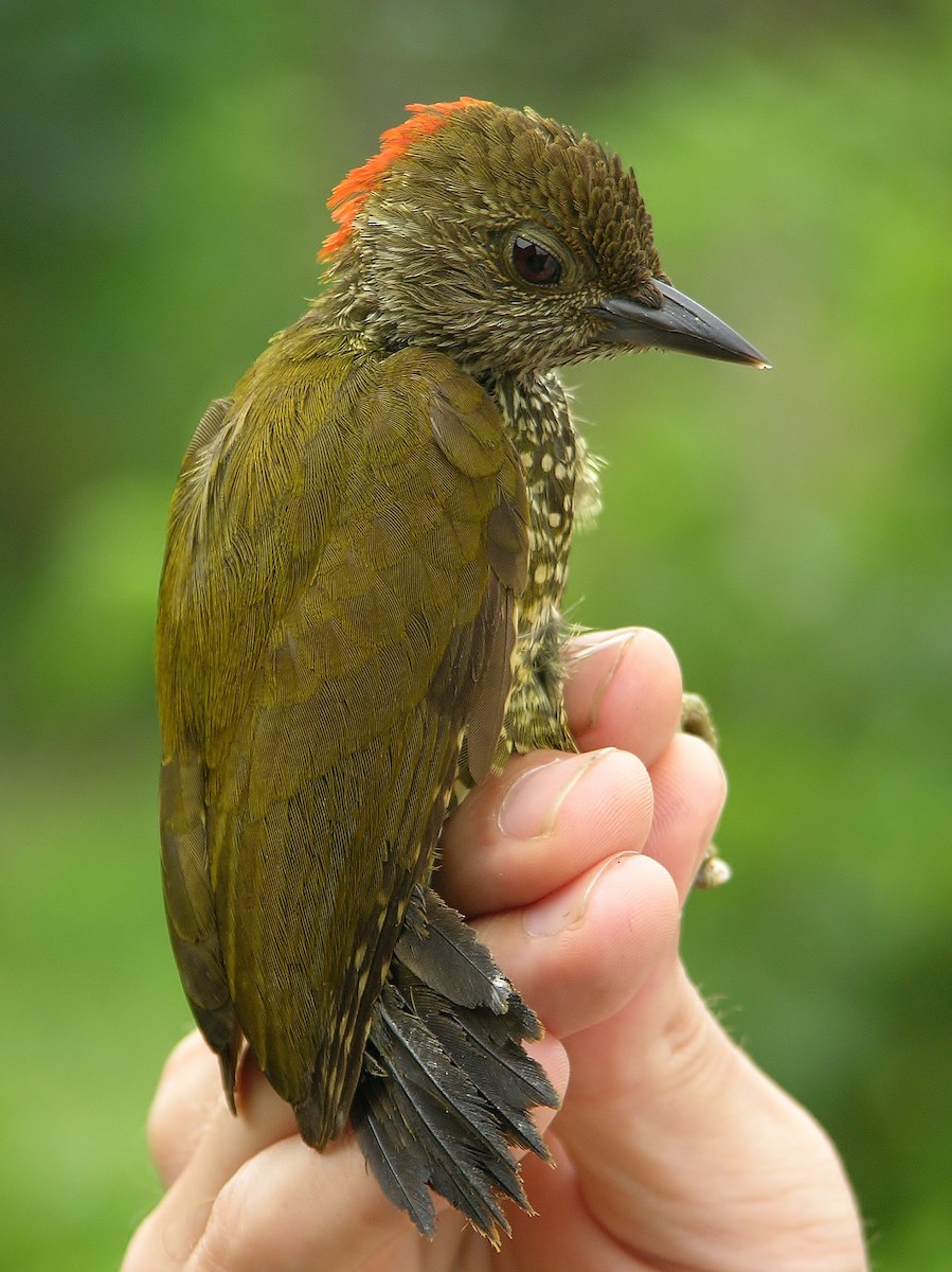 Buff-spotted Woodpecker - ML215828011