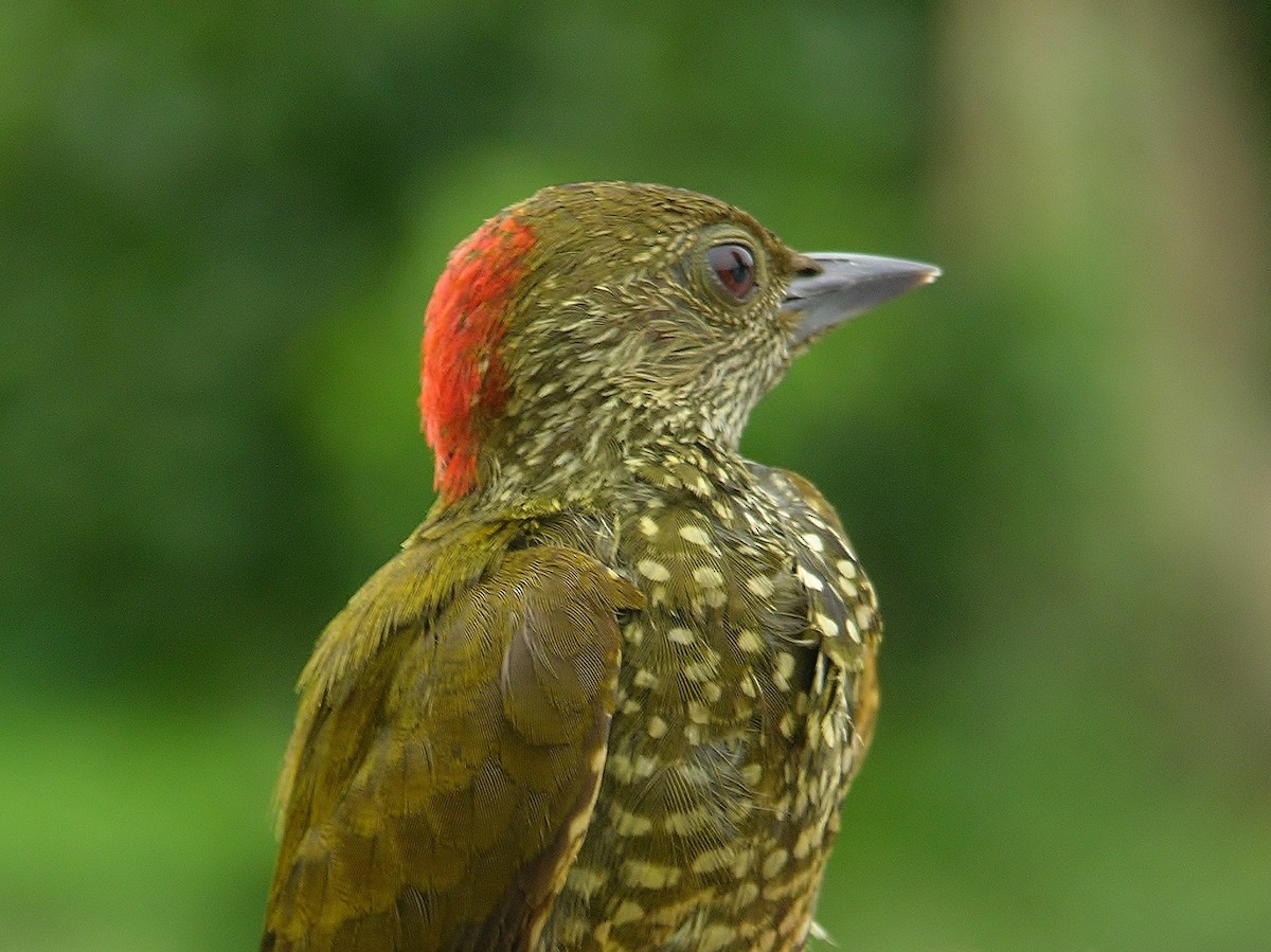 Buff-spotted Woodpecker - Tony King