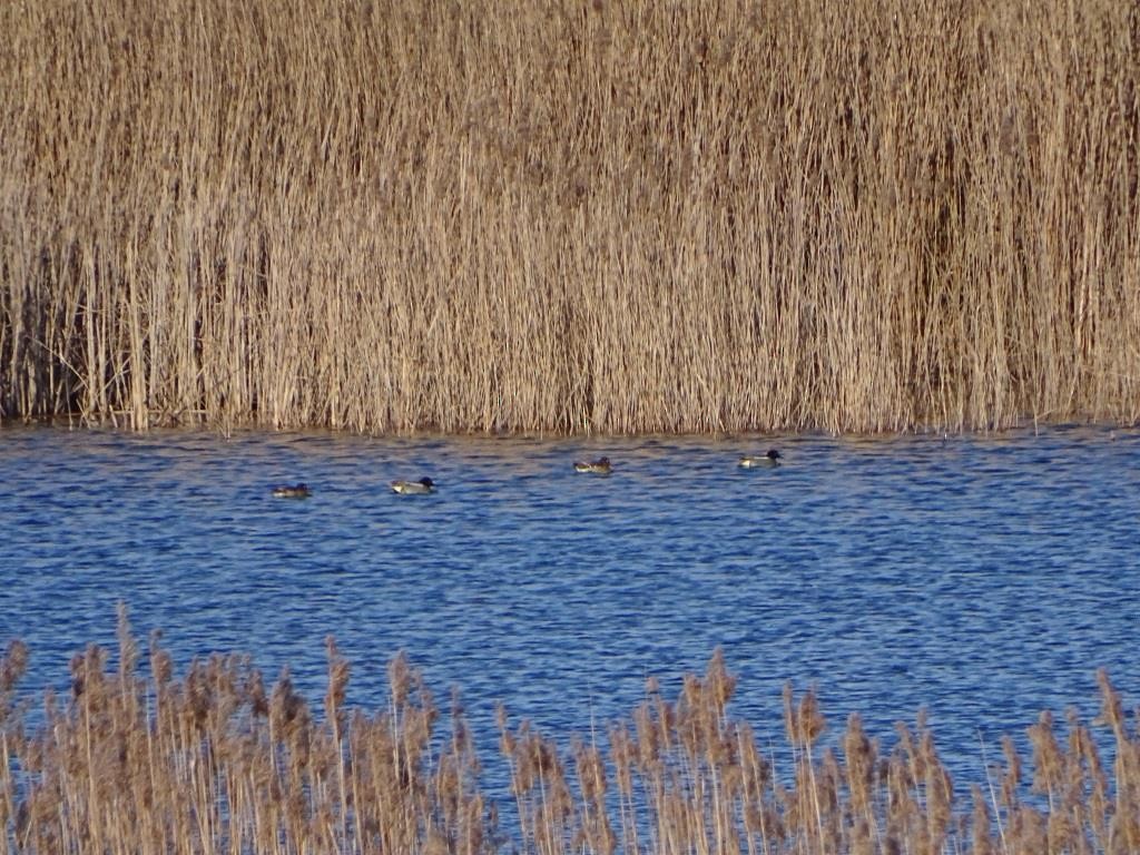Green-winged Teal - ML215828071