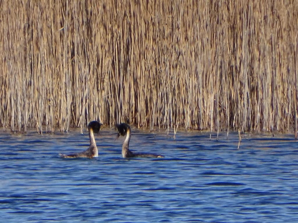 Great Crested Grebe - ML215828111
