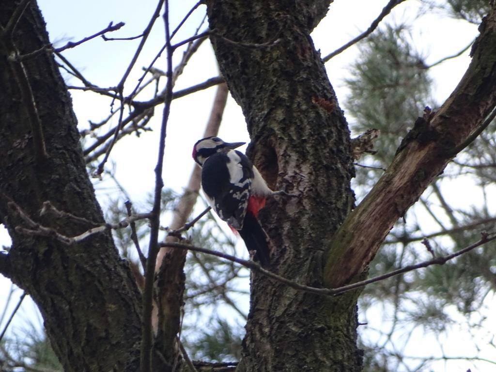 Great Spotted Woodpecker - Paweł Warowny