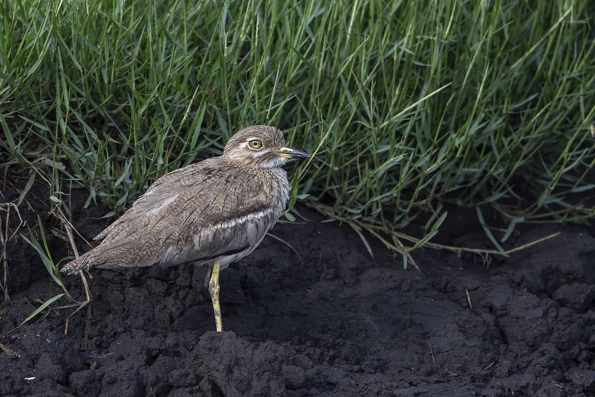 Water Thick-knee - Niall D Perrins