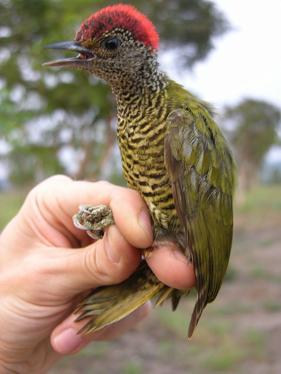 Green-backed Woodpecker - ML215828451