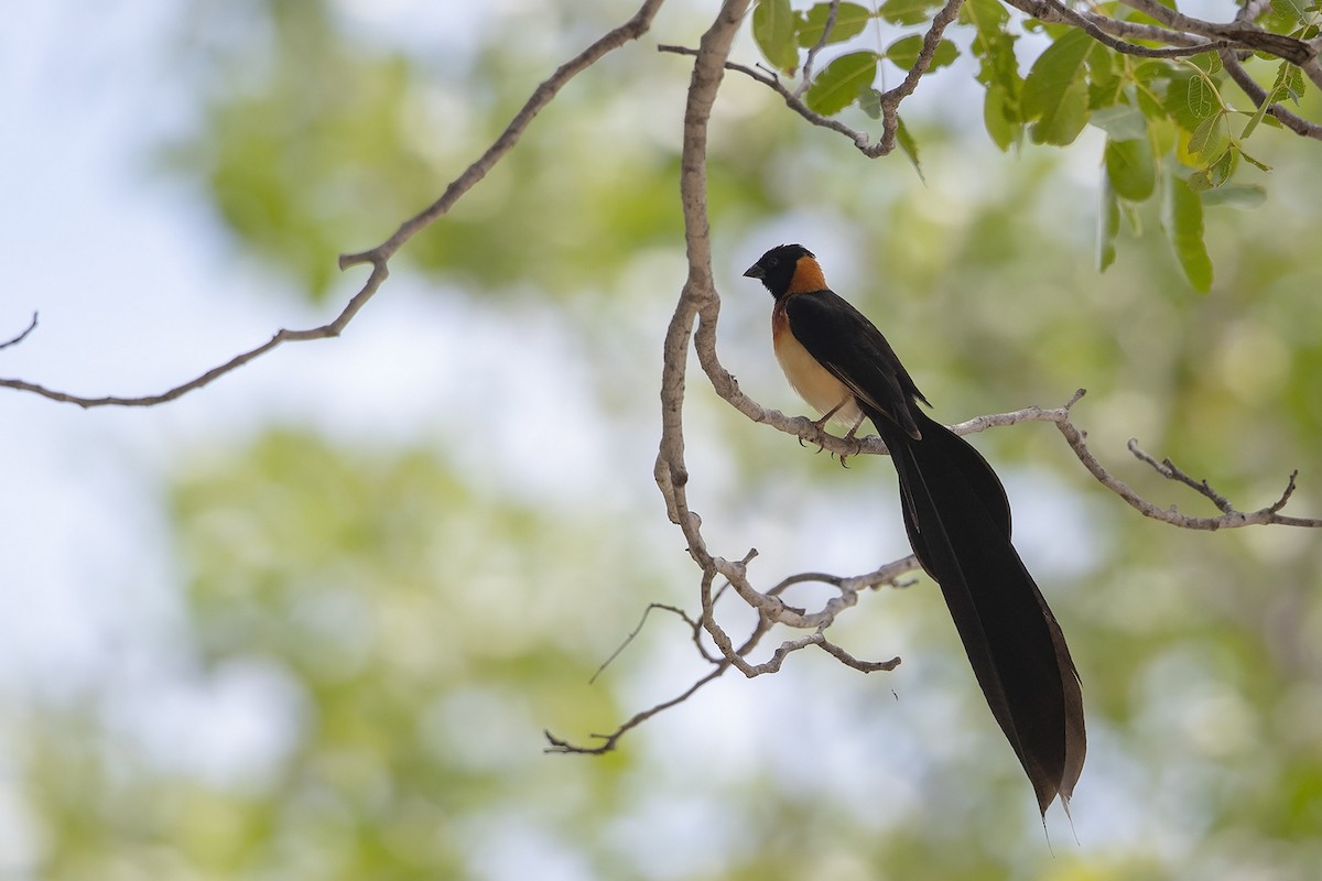 Broad-tailed Paradise-Whydah - ML215829301