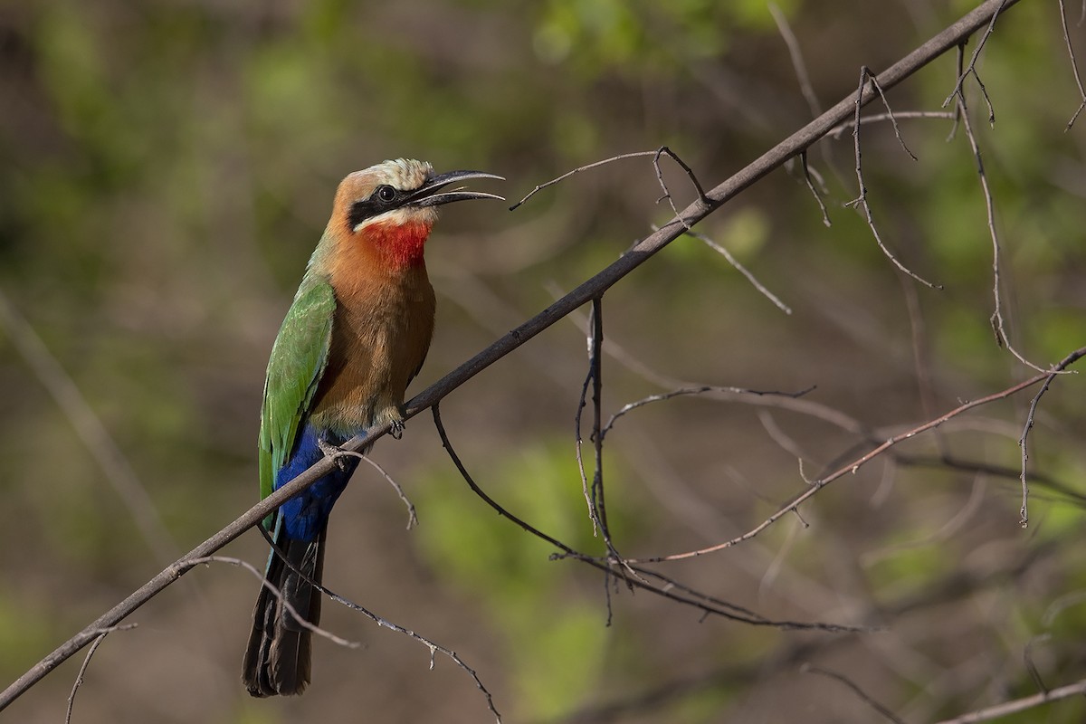 White-fronted Bee-eater - ML215830331