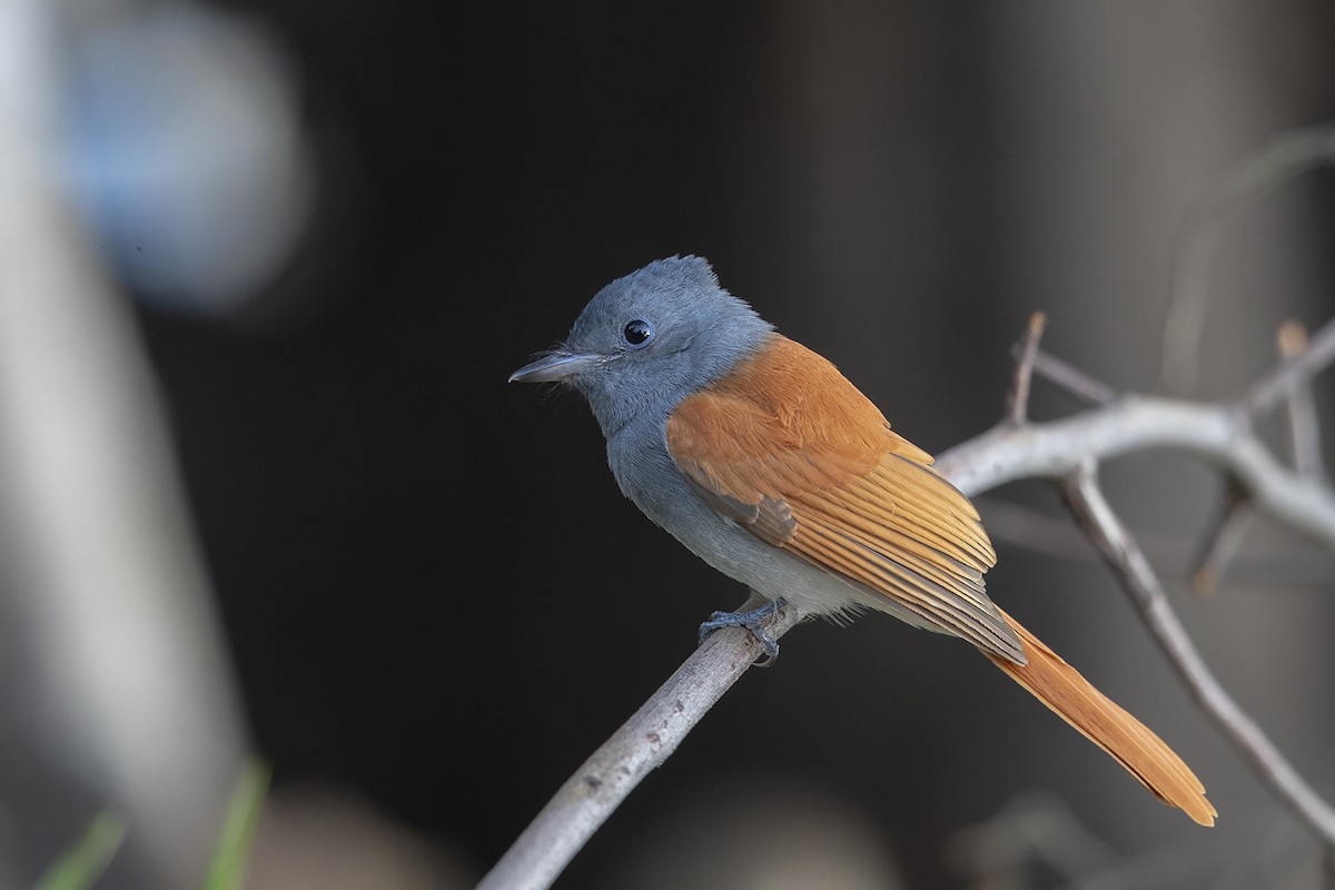 African Paradise-Flycatcher - Niall D Perrins