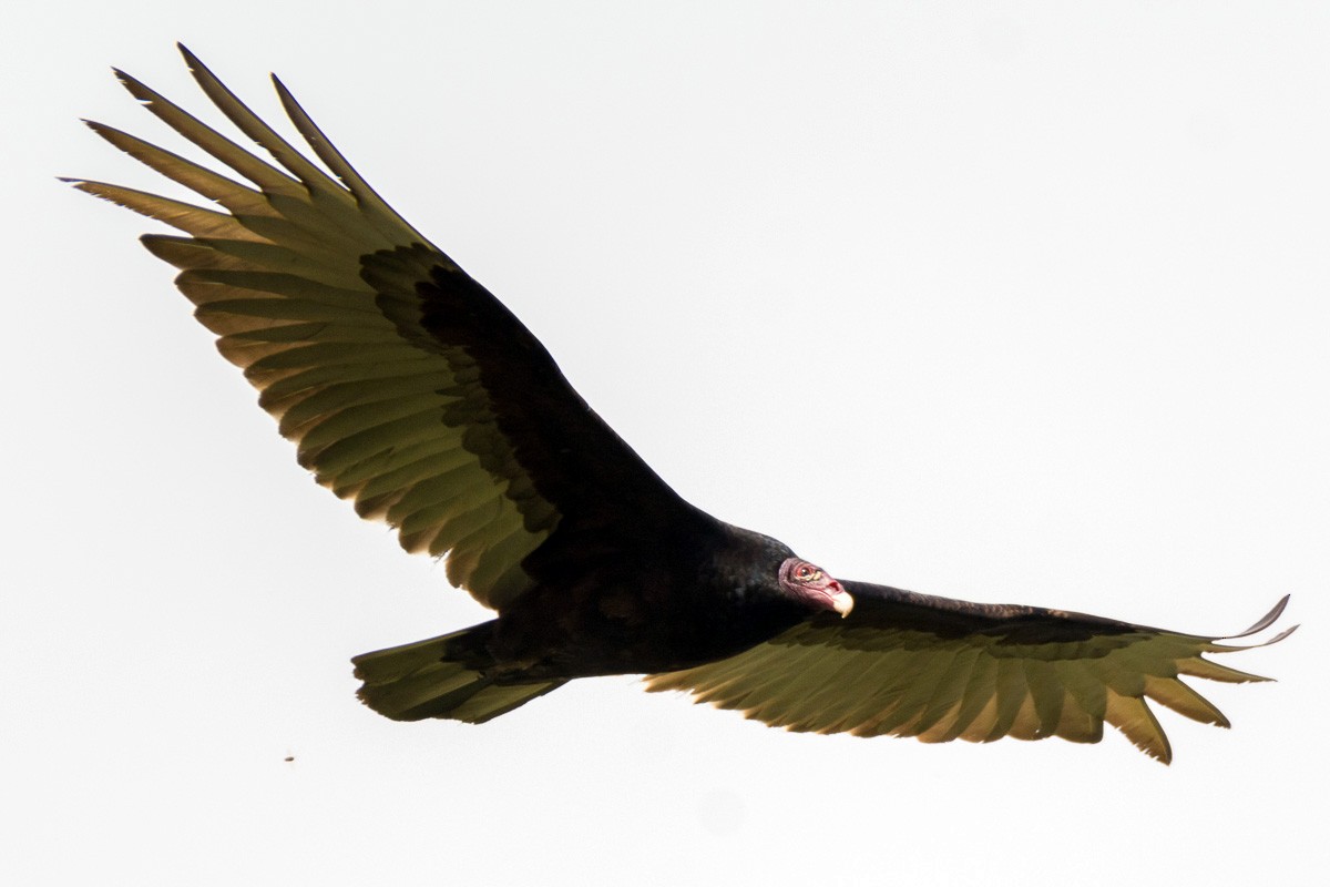 Turkey Vulture - ML215834061