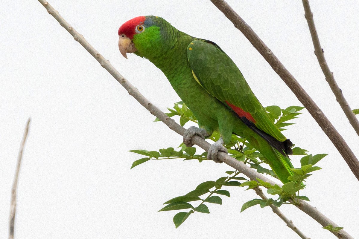 Red-crowned Parrot - ML215834501