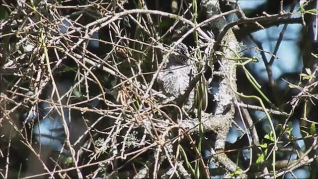 White-barred Piculet - ML215834911