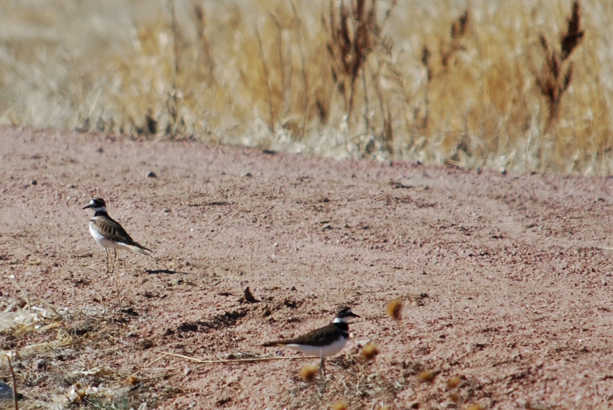 eBird Checklist - 9 Mar 2020 - Clear Spring Ranch - 25 species