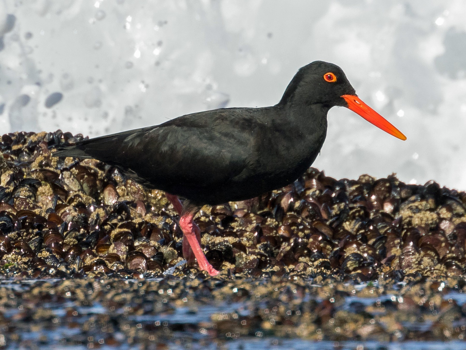 African Oystercatcher - eBird