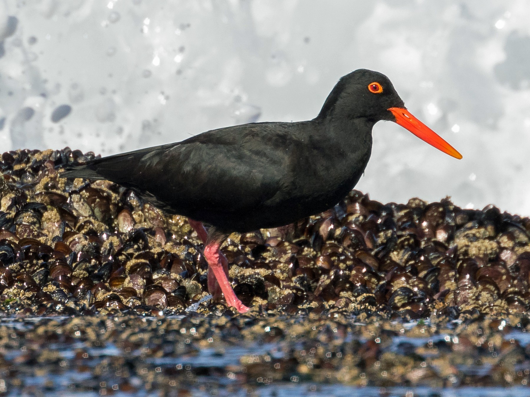 African Oystercatcher - Markus Craig