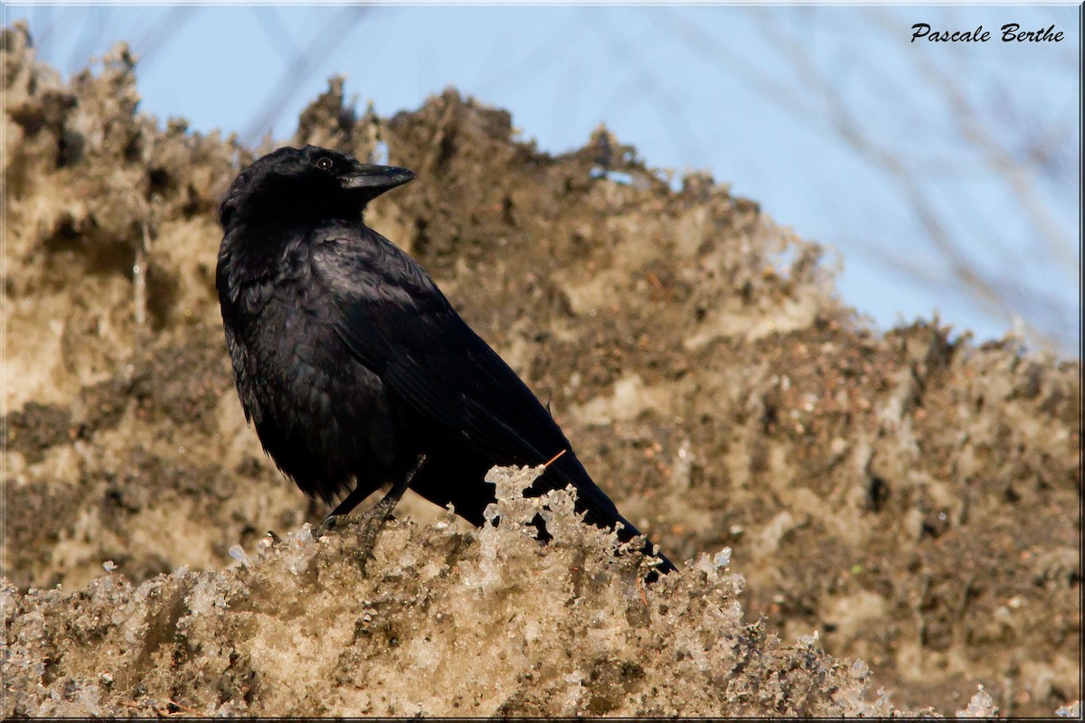 Common Raven - Pascale Berthe
