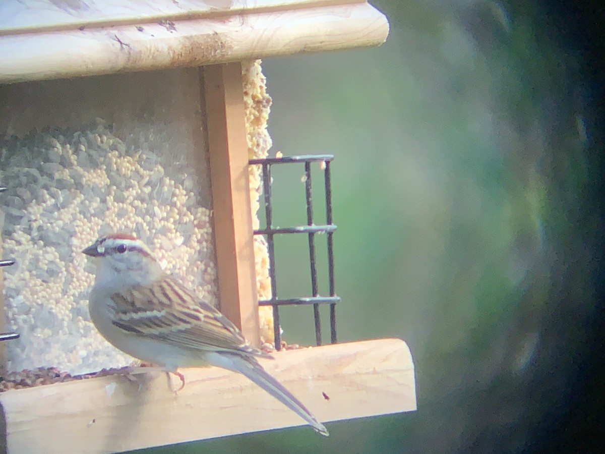 Chipping Sparrow - ML215849041