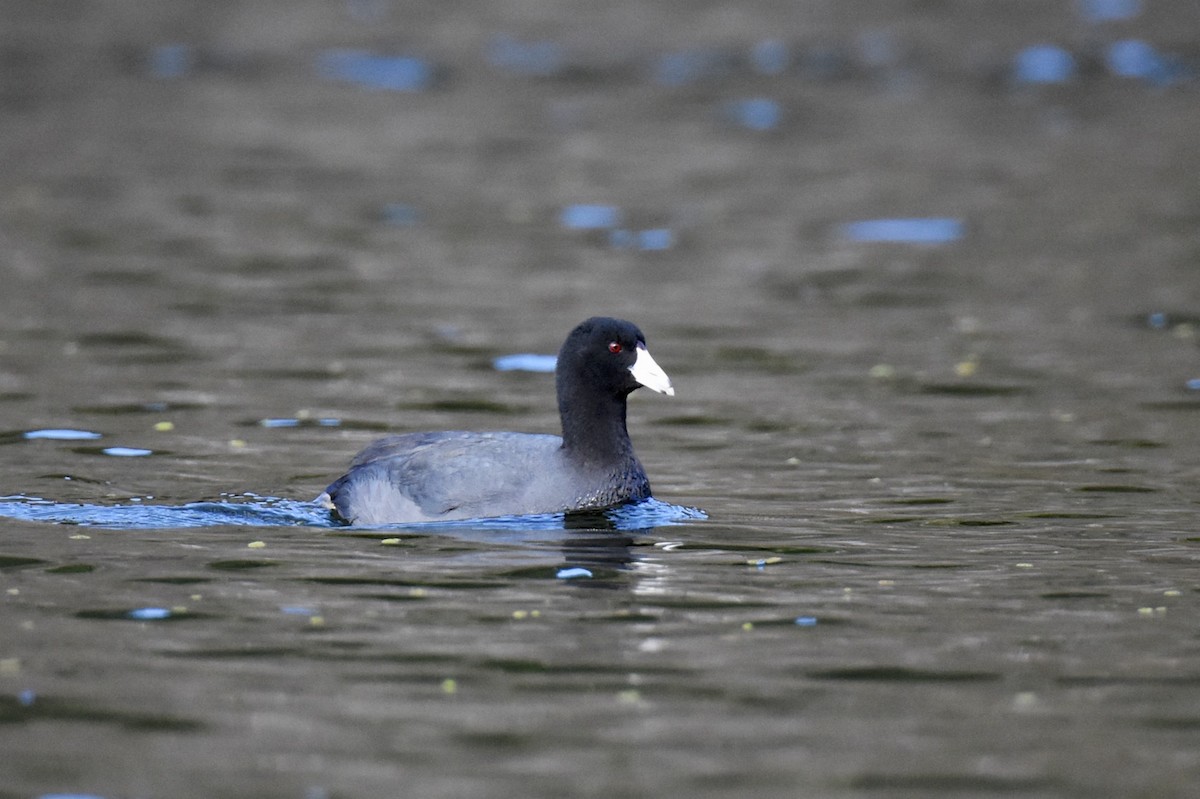 American Coot (Red-shielded) - ML21584991
