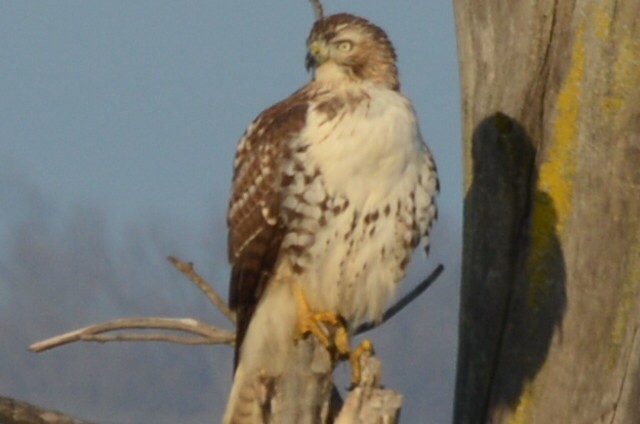 Red-tailed Hawk - Jordan Parrott