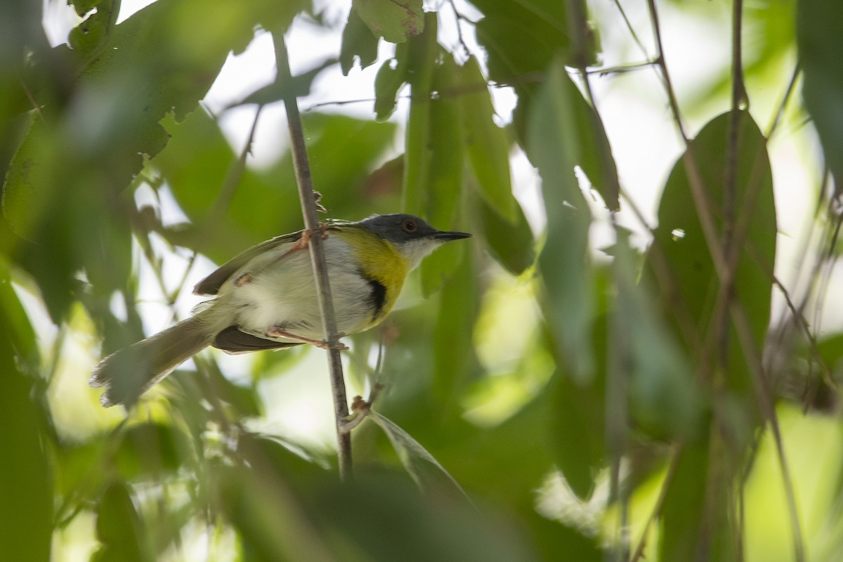 Yellow-breasted Apalis - ML215853391