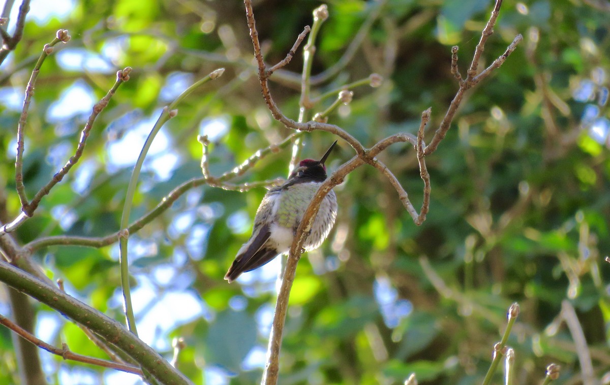 Anna's Hummingbird - ML21585961