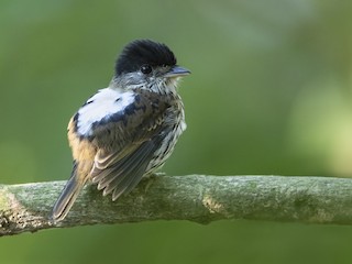  - African Broadbill