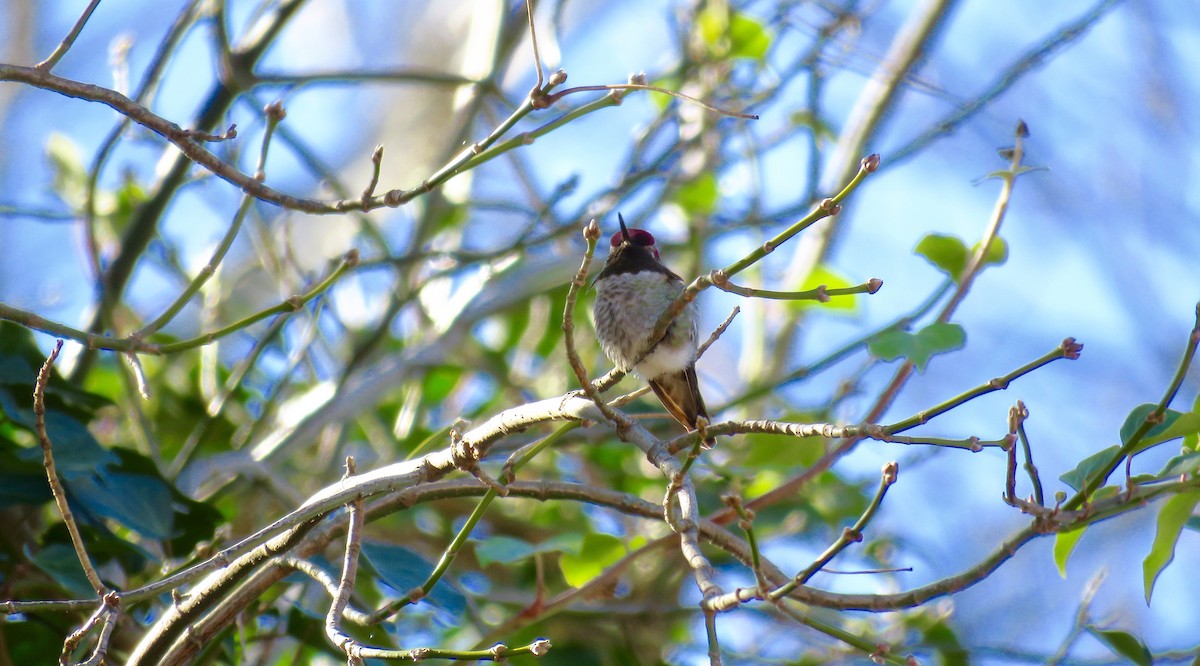 Anna's Hummingbird - ML21586141